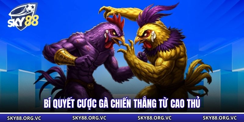 Bí quyết cược gà chiến thắng từ cao thủ